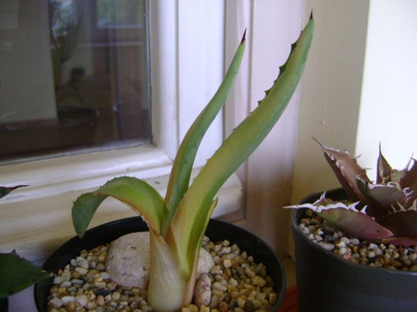 Agave americana - Agave si Yucca 2018
