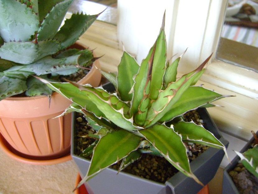Agave xylonacantha - Agave si Yucca 2018