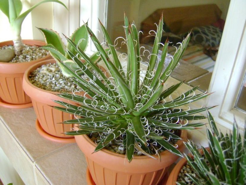 Agave x. leopoldii (A. filifera and A. filifera ssp. schidigiera) - Agave si Yucca 2018