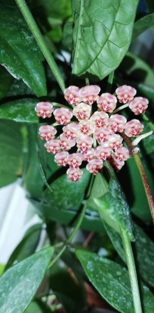 received_319114472186997 - Memoria