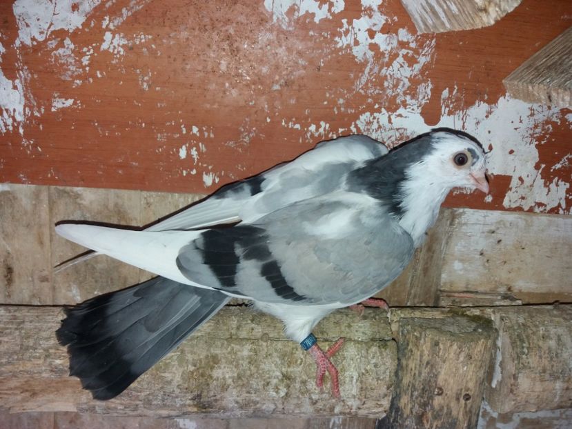 5199  mascul  2018 - Plecați ALBUM 2