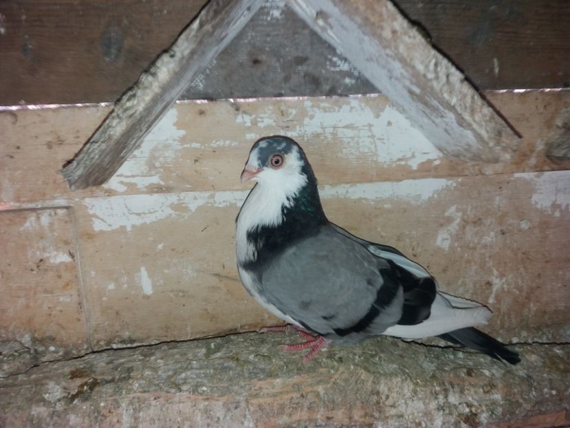 5176  femelă  2018 - Plecați ALBUM 2