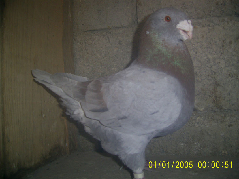 M - 2015 - din baltati pe rosu - masculi matca - 2019