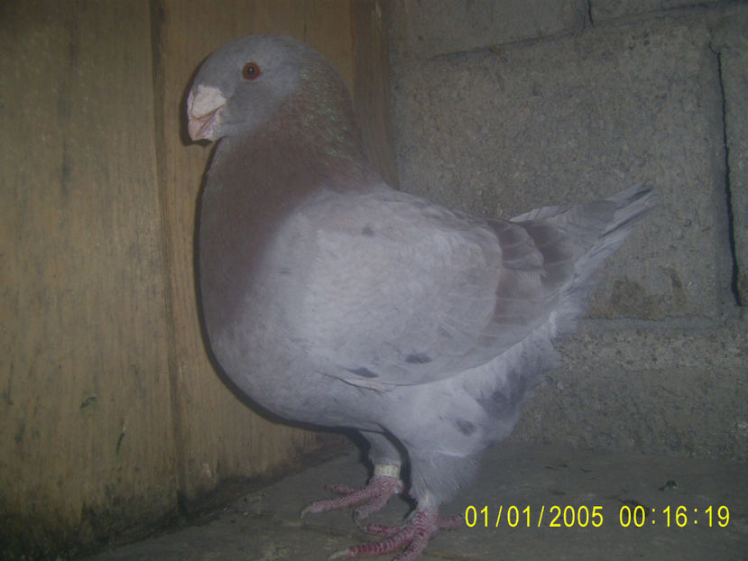  - masculi matca - 2019