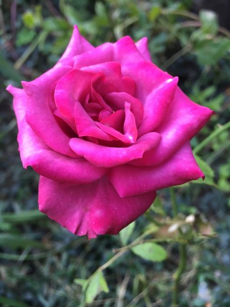 332CCB79-A115-436B-9D75-C18679879E61 - Trandafiri 2018 III