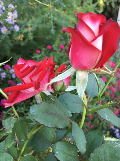 osiria - Trandafiri 2018 III