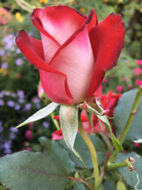 CAE939BE-6E83-496A-A80D-4C4B09507039 - Trandafiri 2018 III