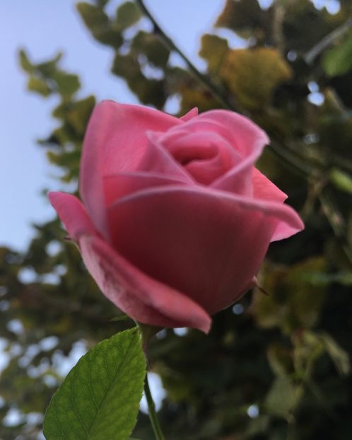 BA71B473-2CB9-4534-A4FC-40AF6B5016B5 - Trandafiri 2018 III