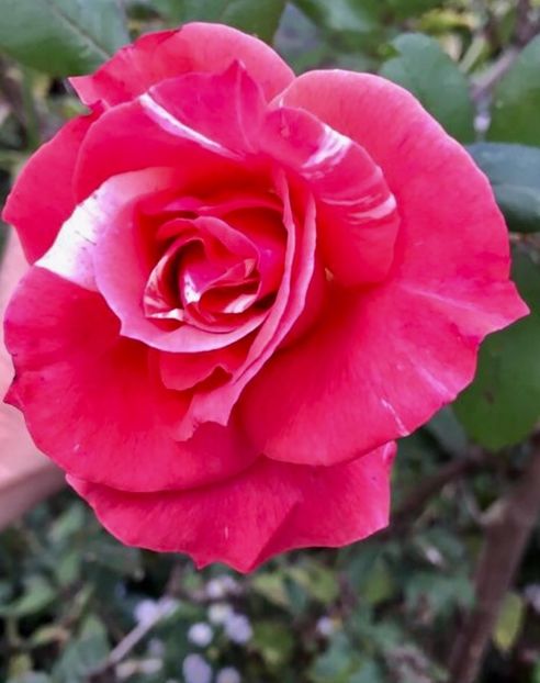 55E31F4F-2D7C-4F4C-A1AF-49A47B74C035 - Trandafiri 2018 III