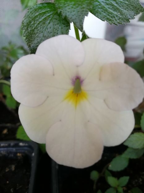  - Achi cu flori simple