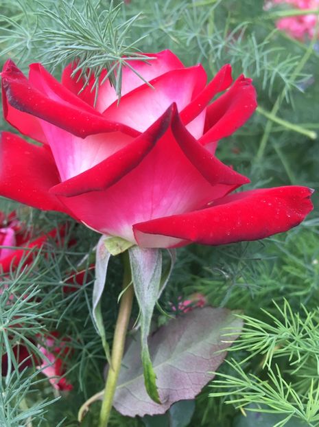 56B83605-BB63-4A21-9DBD-D64761CF6858 - Trandafiri 2018 III