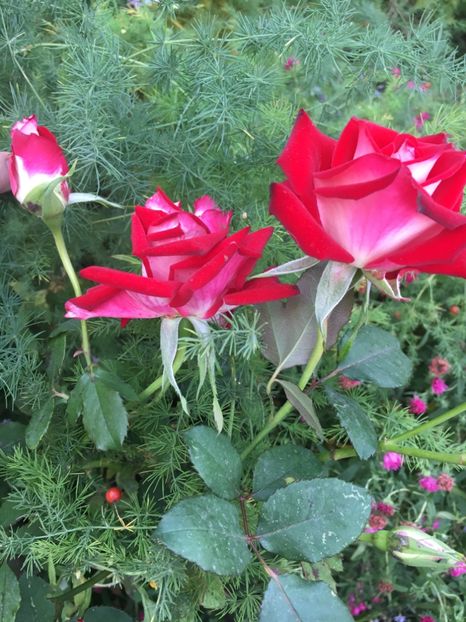 251C9336-5BFB-4C9F-9FBC-13BFD48FA1FA - Trandafiri 2018 III