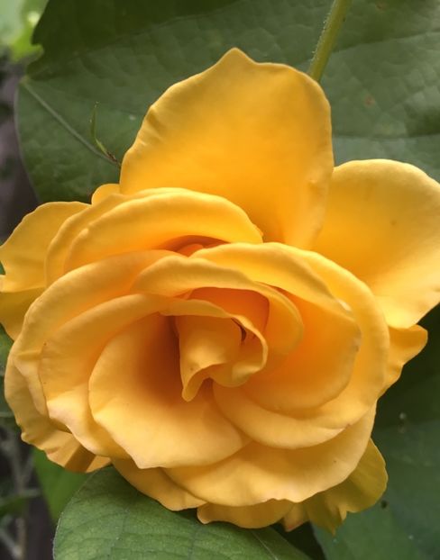 C3AA0229-F25F-4987-9715-BE1C9D67A581 - Trandafiri 2018 III