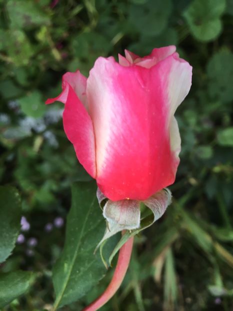 FA338A34-C74D-45CB-ADF6-2F773AD6433E - Trandafiri 2018 III