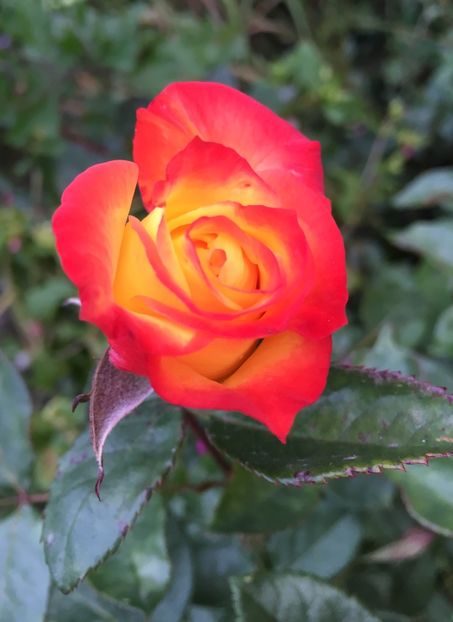 1ACDF1B7-0F2A-4912-8E36-B666B4942ED3 - Trandafiri 2018 III