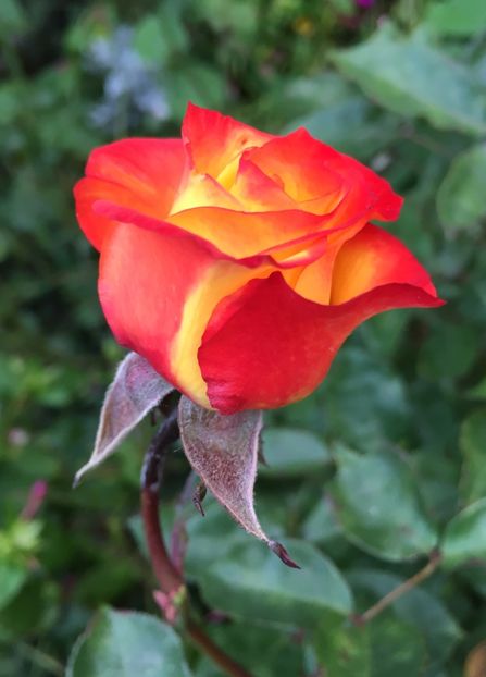 3B9709FA-6BF3-4B6E-8306-DAE18C17459F - Trandafiri 2018 III