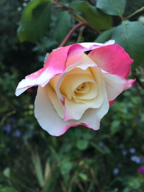 5D0A98A7-F75A-4257-B78D-392724B0F229 - Trandafiri 2018 III