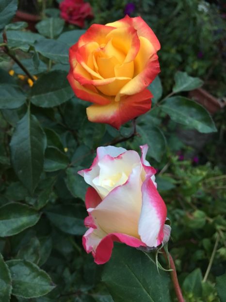 7B75BB2E-CBA0-4BCE-B1EC-787305292FF2 - Trandafiri 2018 III