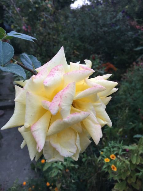 3F1FCB18-AB73-4DF4-B081-2C8F1D7A36C8 - Trandafiri 2018 III