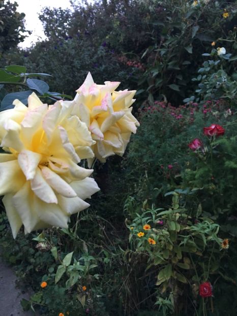 E973C28D-03F4-4C25-A760-28EF04E15D10 - Trandafiri 2018 III