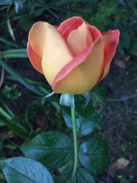 CD852563-D206-4195-8714-4B43AD6A3C19 - Trandafiri 2018 III