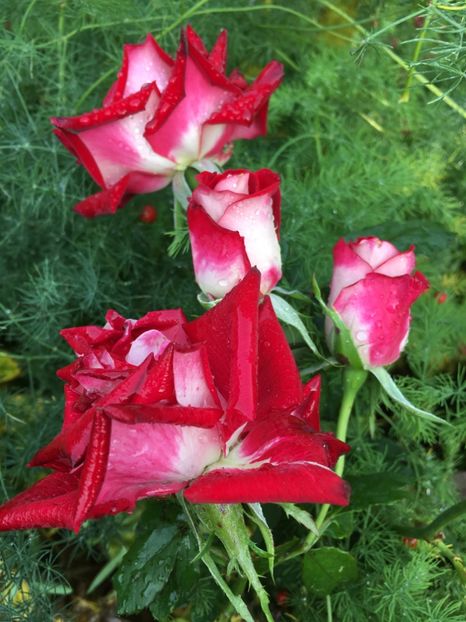 C8B867B4-A53B-4F9E-8763-1694852EEE1D - Trandafiri 2018 III