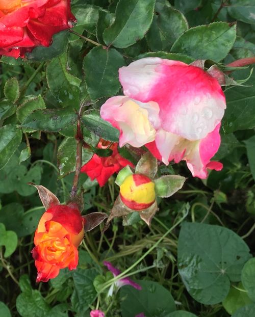 F300DAE7-07D3-4924-B7AF-980148708DE4 - Trandafiri 2018 III