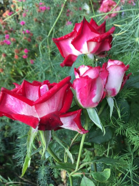 F9FF164D-A20D-4FDB-8178-215AC55C2ABE - Trandafiri 2018 III