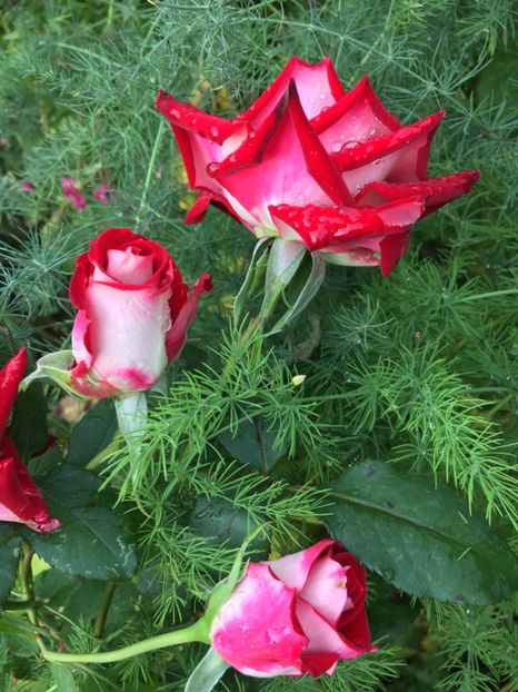 CD19F8E4-F754-4670-A2DE-94DFA031ABB3 - Trandafiri 2018 III