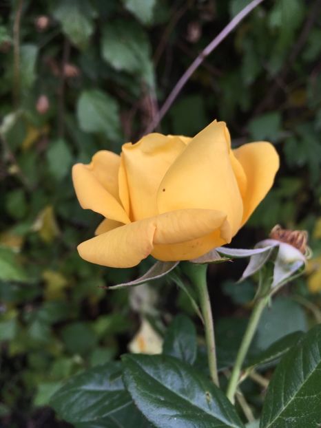 A39EDDA9-1A1A-452C-B44E-AFE4D0C309D3 - Trandafiri 2018 III