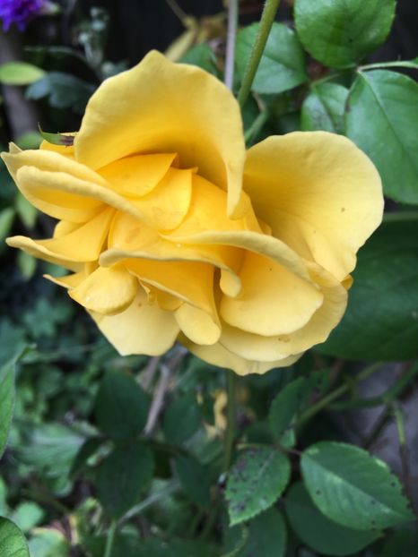 5AA8E6E8-5FDC-4C66-AC34-1EB2CDC6452A - Trandafiri 2018 III