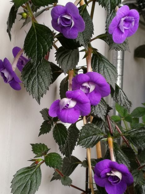 Illya - Illya Melnik