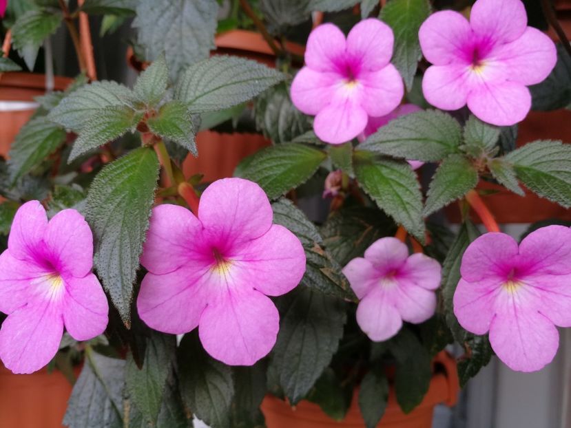 Peach Blossom - Peach Blossom