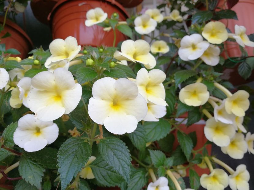 Himalayan Sunrise - Himalayan Sunrise xA