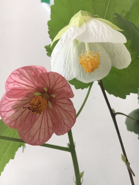 157197F7-FC75-432A-BF6D-E9AB6F375466 - Abutilon