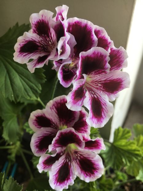 0E562539-227C-4469-91E7-F053195909C1 - Muscate 2018