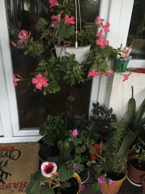 A4B77C06-66AD-44CE-90A6-C7CF66680D63 - Mandeville 2018