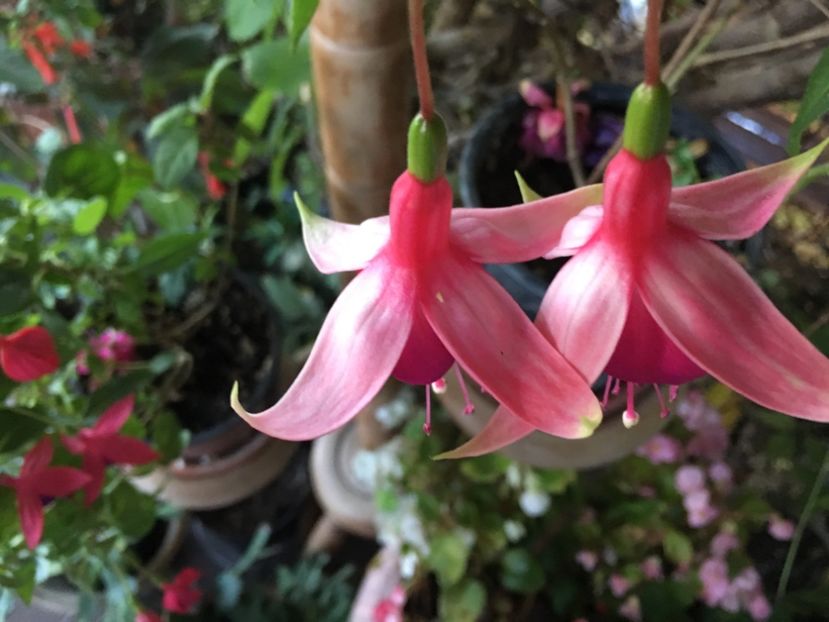 cascade - Fucsii 2018