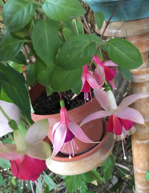 4B0486B8-BE31-42B5-B27B-F4EC2C5B06CC - Fucsii 2018