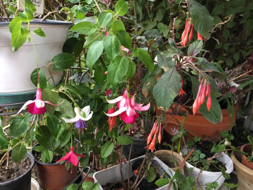 96CB76E9-69A4-43CA-8EFF-3806D58A6543 - Fucsii 2018