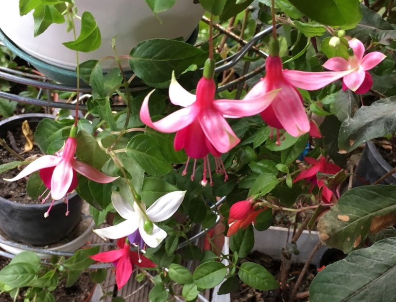 4B9ACCE5-A4FE-4D1D-8FBE-1E830A0B9F17 - Fucsii 2018