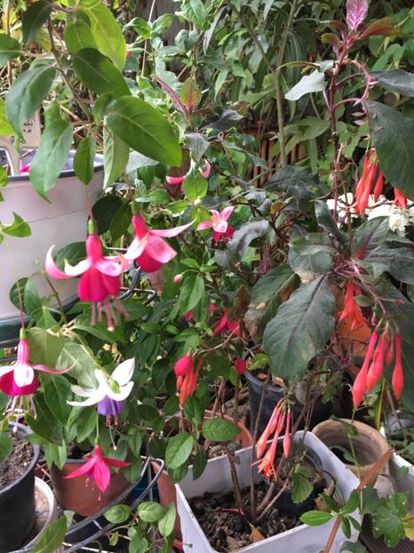 02577A10-7DB5-47E6-A51F-7534B4170BCA - Fucsii 2018