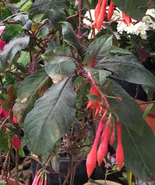 4845F227-E926-4640-B979-43A332345952 - Fucsii 2018