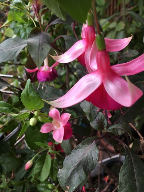 604B9687-8C57-4751-BCC7-E85A76E04569 - Fucsii 2018