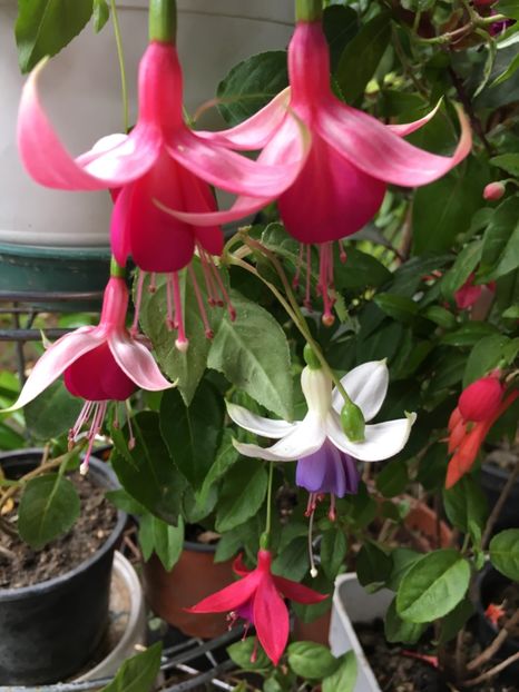 68951CA1-1B38-4B97-828A-A9E25B9753ED - Fucsii 2018