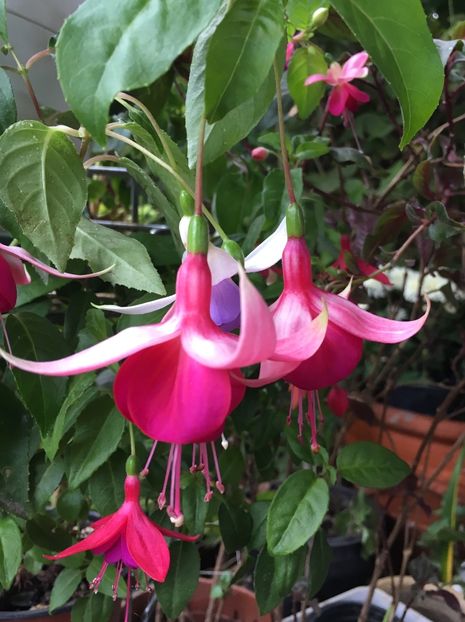 CBD50B73-24CD-4F47-8F86-8F6D64087707 - Fucsii 2018