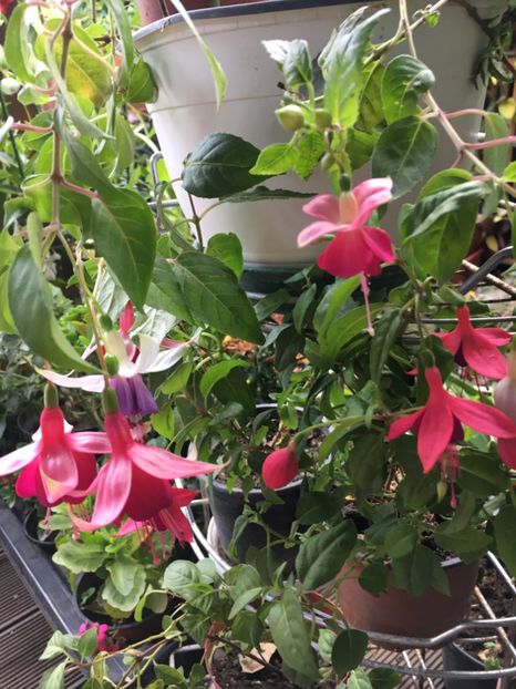 3B4CA401-2C89-4012-87E4-FF44FB1BEFE2 - Fucsii 2018