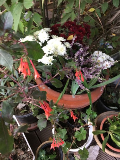 CB851123-D033-48BA-B0E9-8BCE1275F8D4 - Fucsii 2018