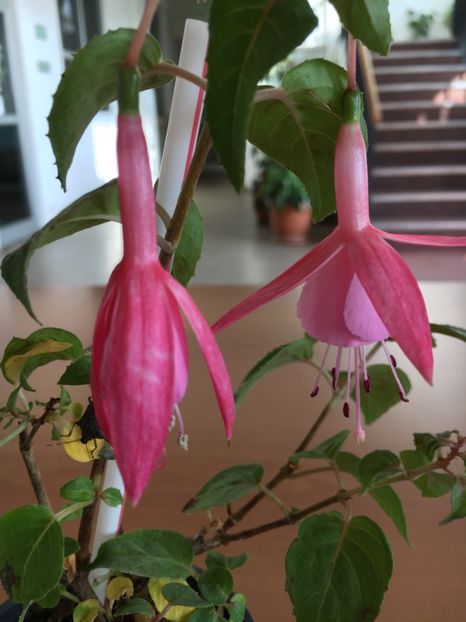 Shrimp cocktail - Fucsii 2018