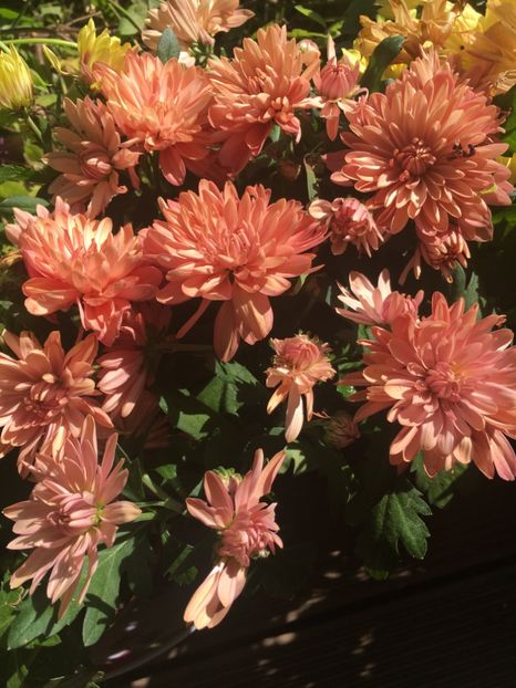 B903AEAB-CD9F-4279-A1FA-EBF2A901FFC7 - Crizanteme 2018